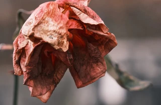 Czy literatura i sztuka mogą złagodzić lęk przed śmiercią? Czy literatura i sztuka mogą złagodzić lęk przed śmiercią?