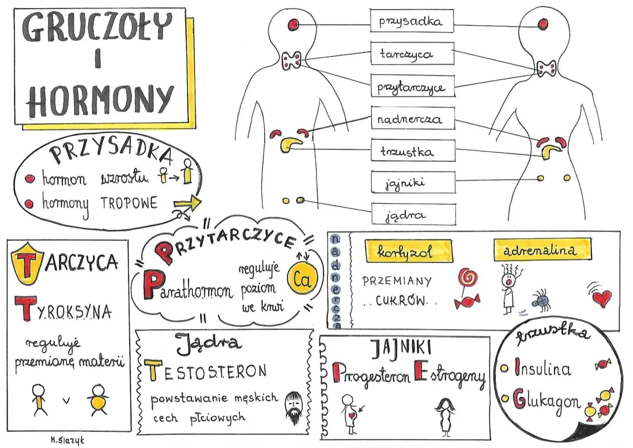 Mity o hormonach: obalamy najczęstsze błędne przekonania Mity o hormonach: obalamy najczęstsze błędne przekonania